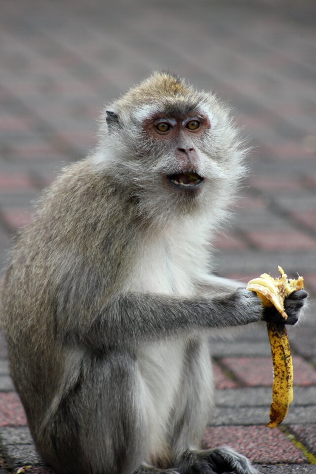 Nature animal banana