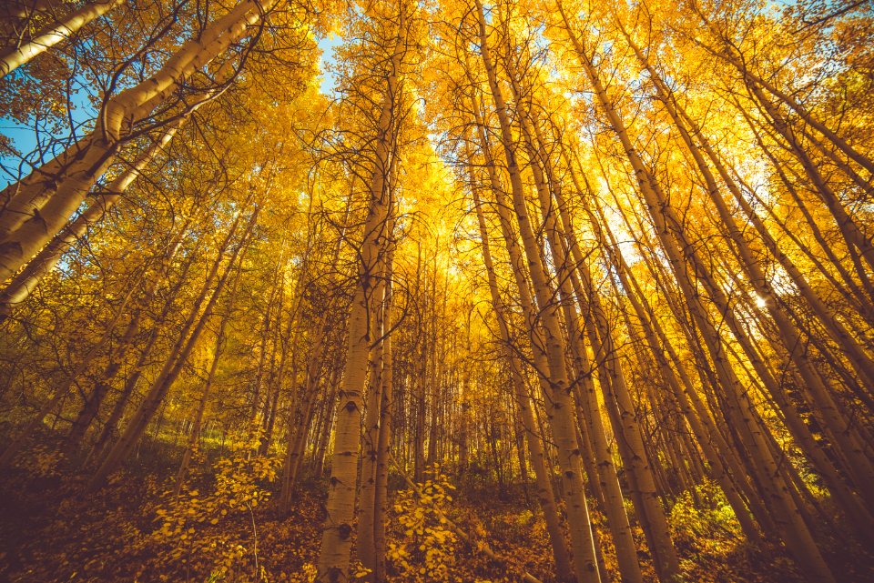 Colorado Fall 