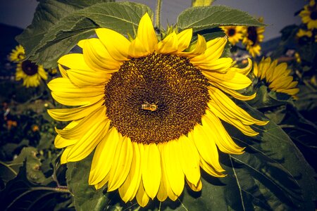 Close up yellow helianthus photo