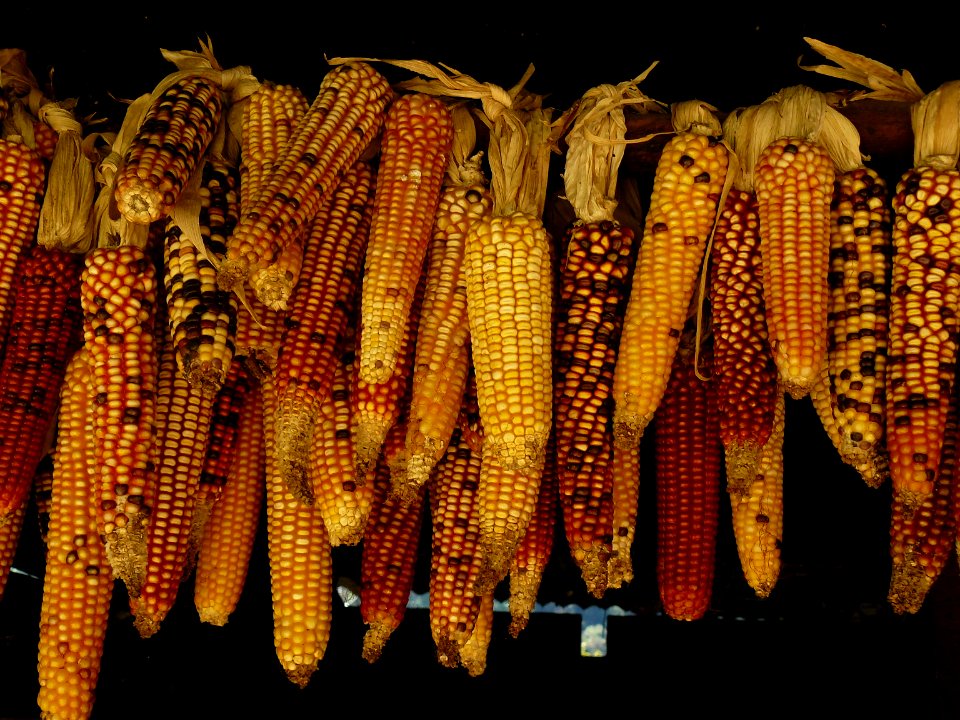 Corn seeds 