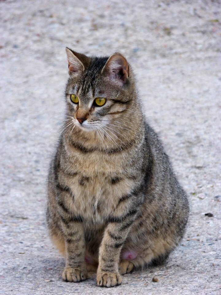 Feline pregnant brindle