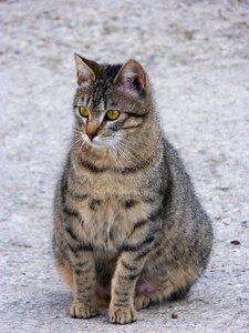 Feline pregnant brindle