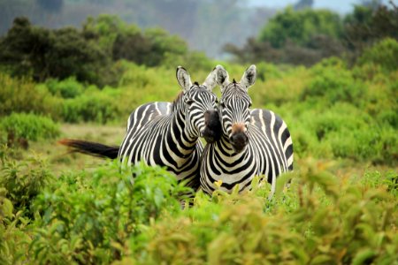 Couple of zebras 