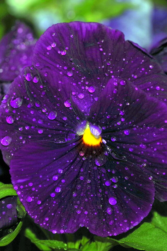 Drops water garden