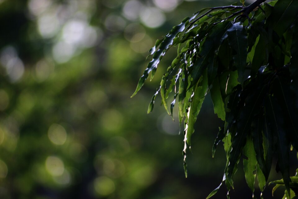 Tree green nature