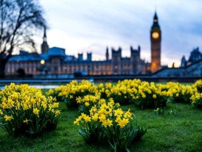 Daffodils and Big Ben photo