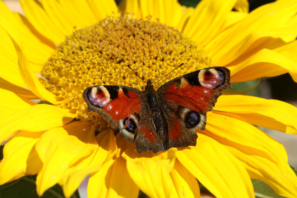 Insect closeup nature