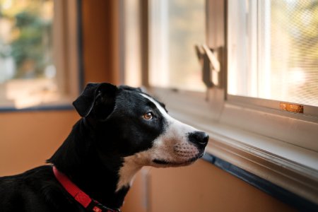 Dog stares out window 
