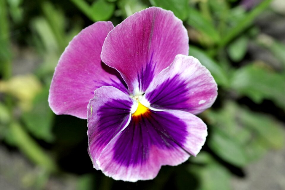 Garden dashing blue