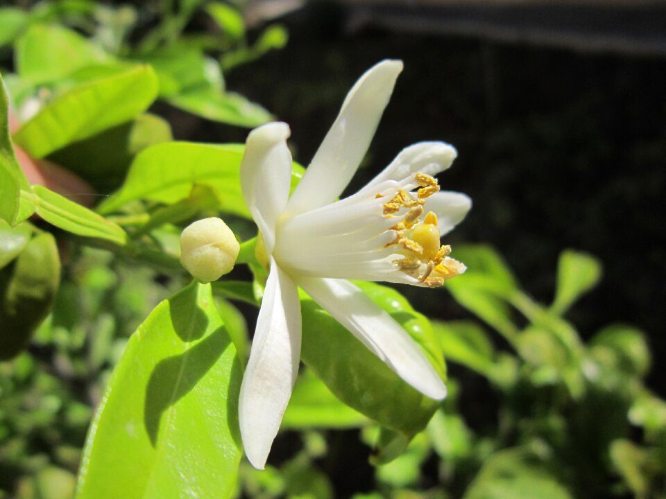 Close up lemon tree bloom