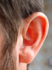 Human auricle sensory organ