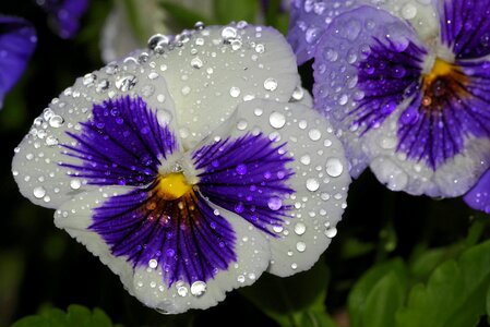 Garden dashing blue