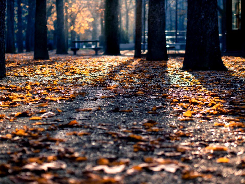 Fall in the Park 