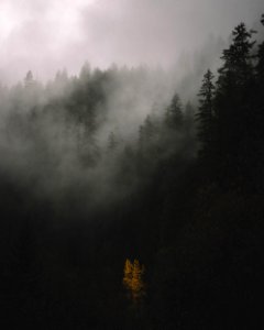 Fog-wreathed trees photo