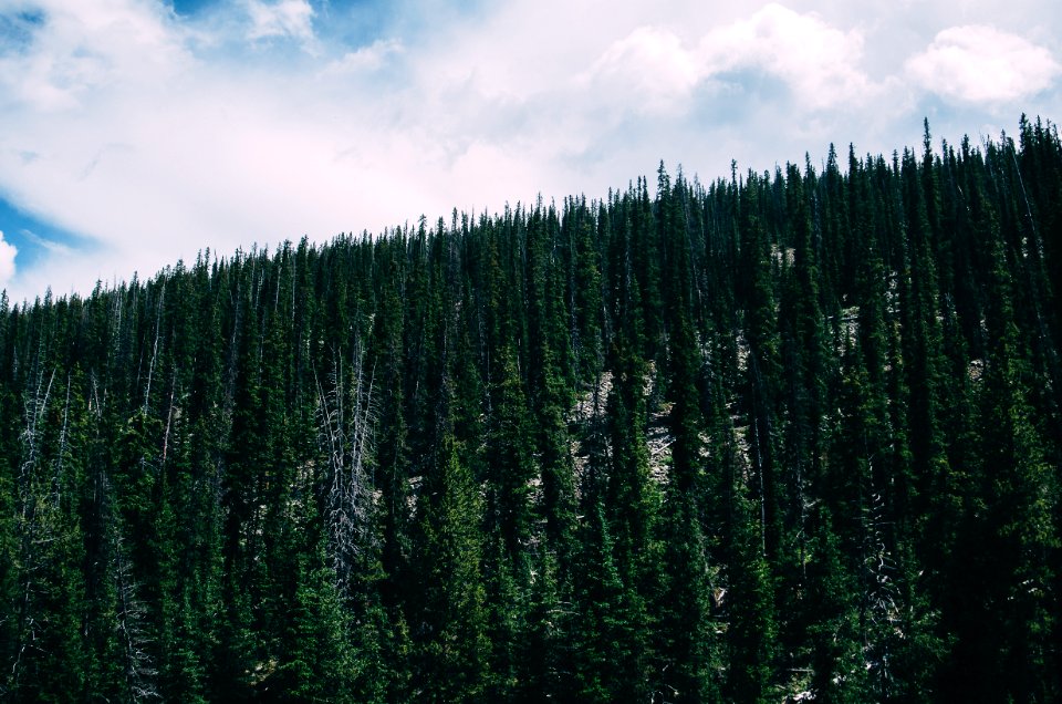 Forest in Uinta Mountains 