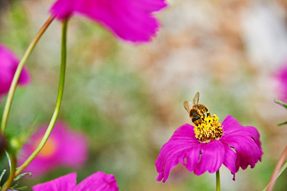 Bee flowers purple photo