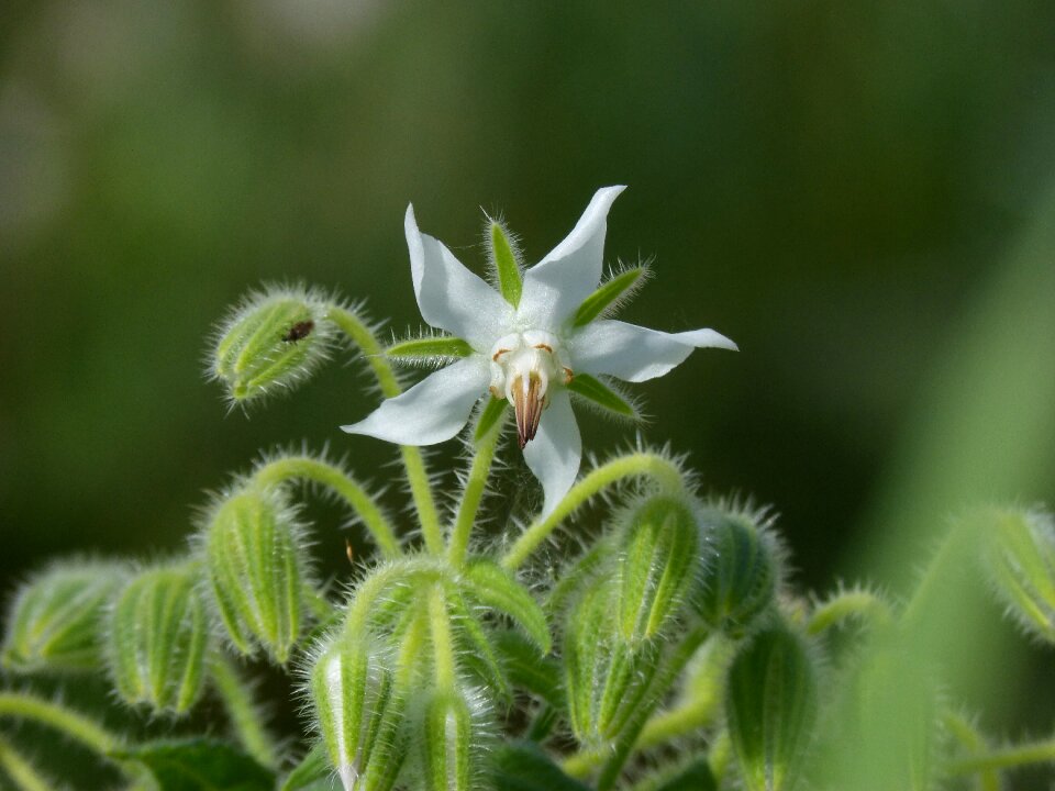 Wild flower beauty spring