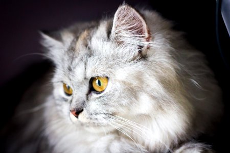 Furry gray cat photo