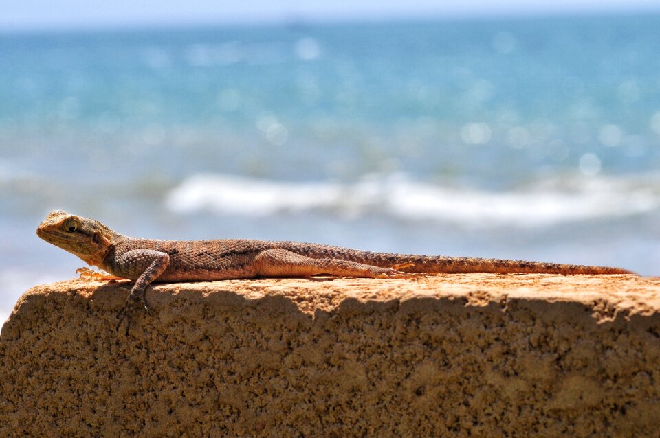 Sun sea tanning