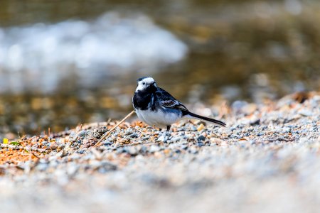 Glendalough bird 