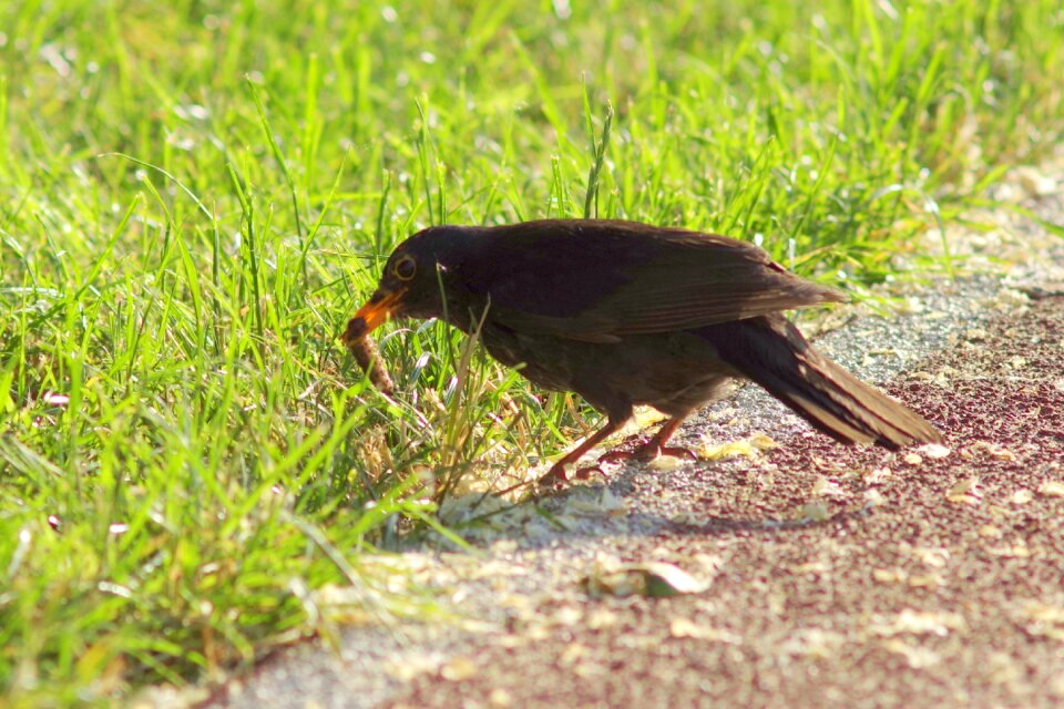 Upolowane worm eating