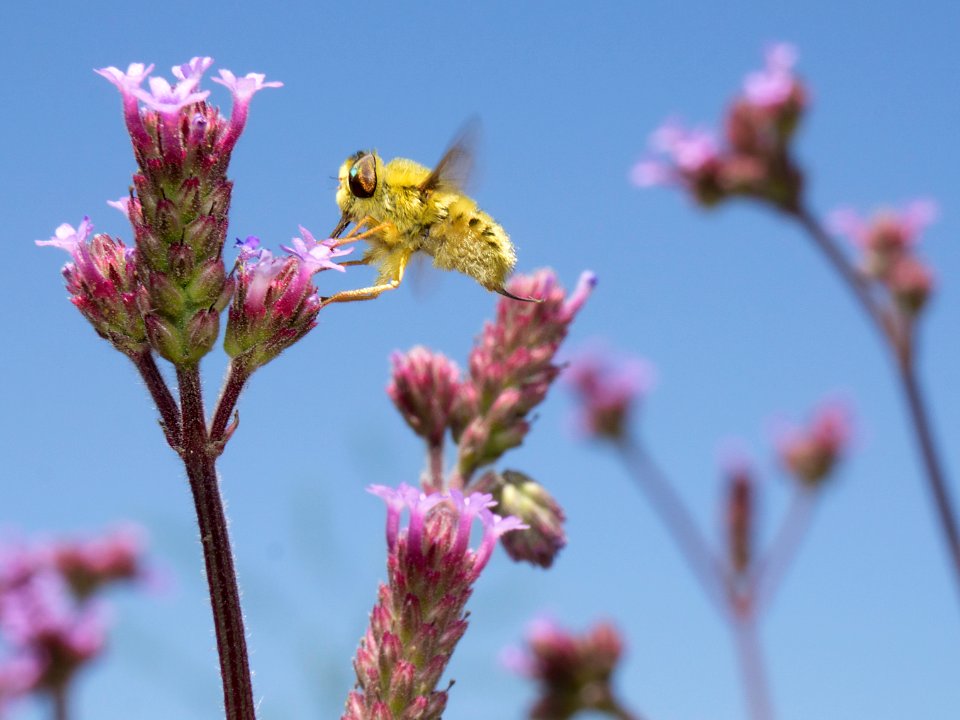 Golden Insect 