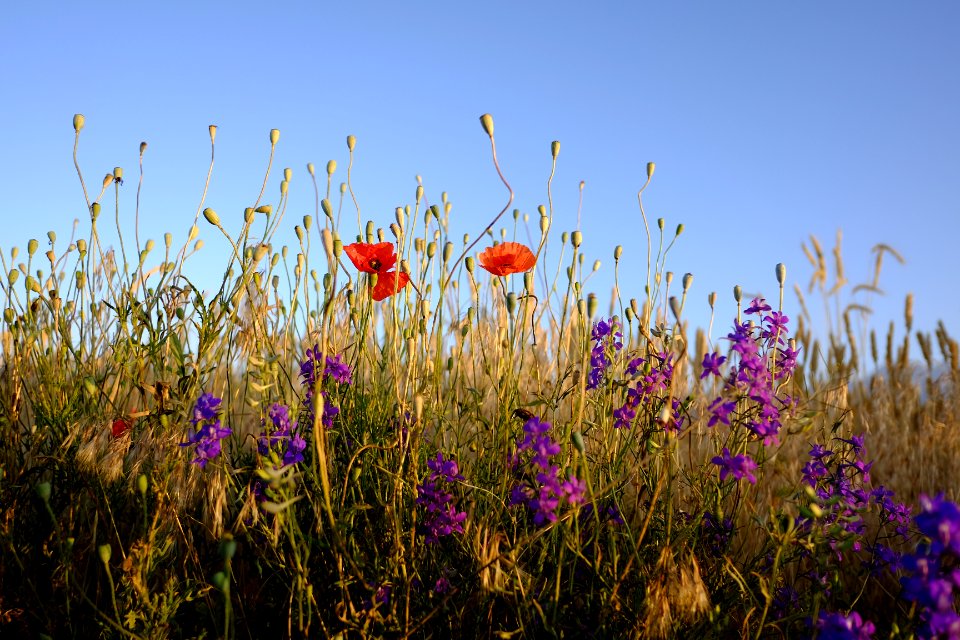 Good morning Flowers 