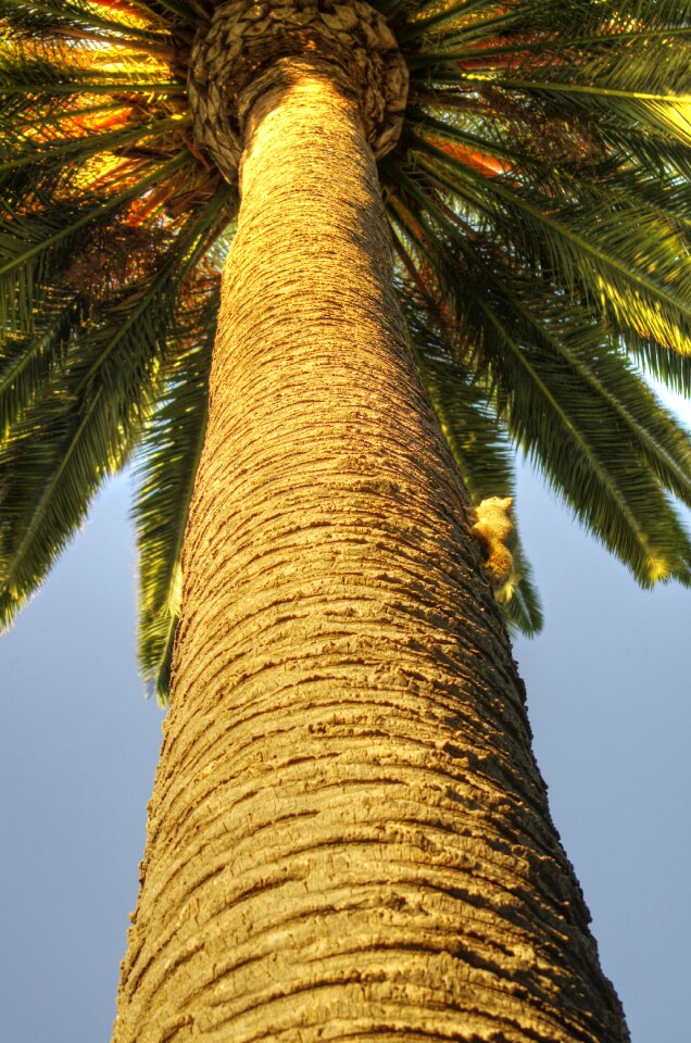 California rodent tree
