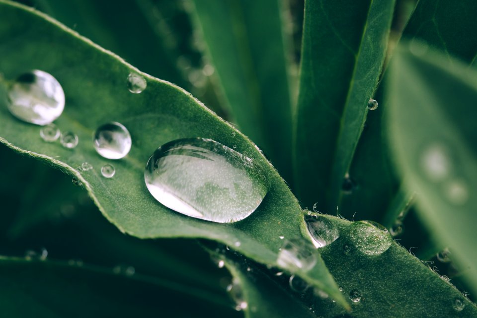 Green Leaf With Water Drop, Frankfurt, Germany 