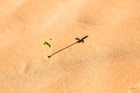 Growing sprout in sand 