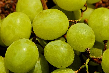 Ripe grapes green green grapes