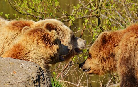 Brown bear wild animal dangerous