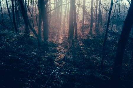 Haze over the forest floor 