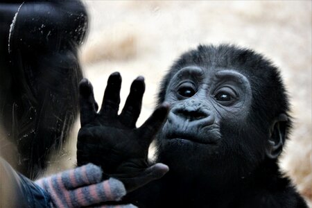 Zoo hands touch