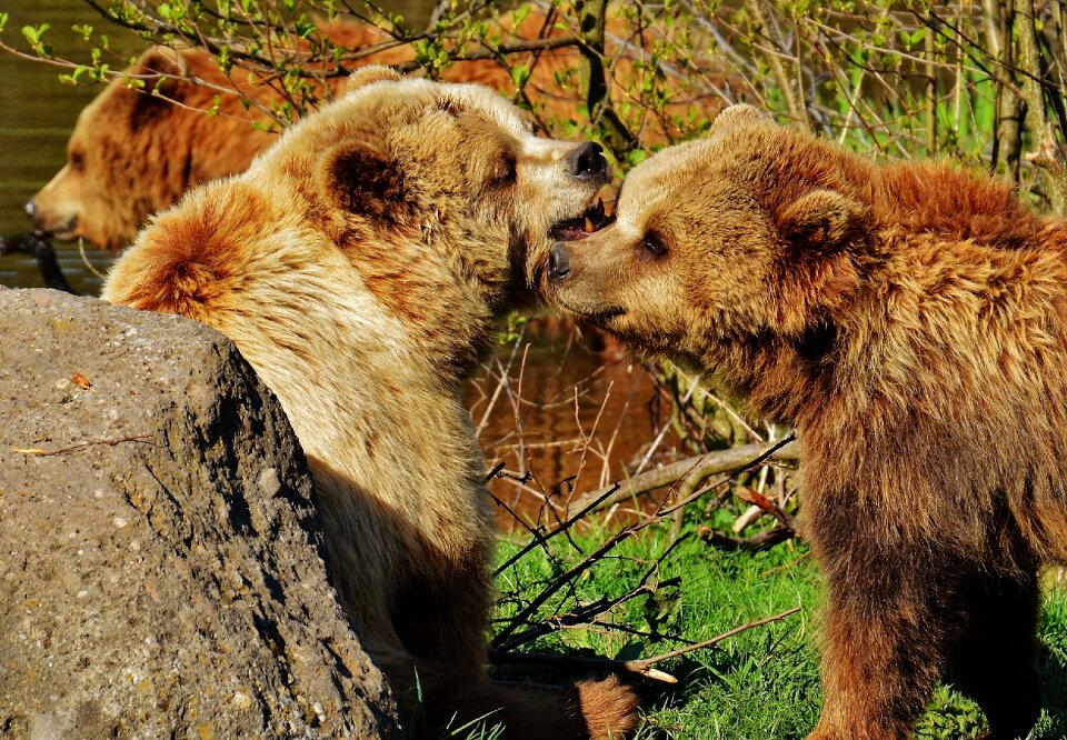 Brown bear wild animal dangerous