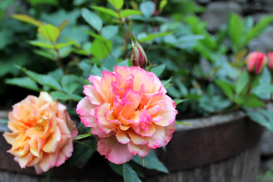 Scent garden summer