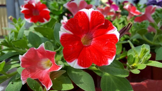 Ornamental plant balcony plant plant