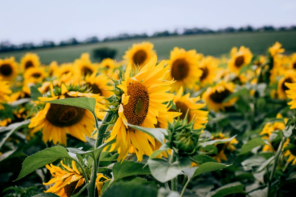 Impressive sunflowers 