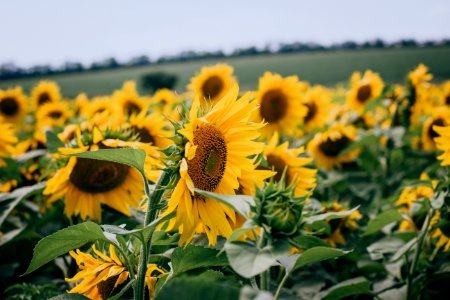 Impressive sunflowers 