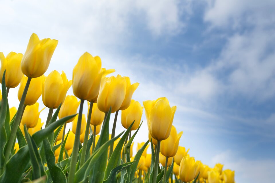 Field spring flower