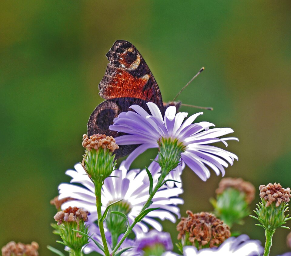 Hide and seek butterfly peacock