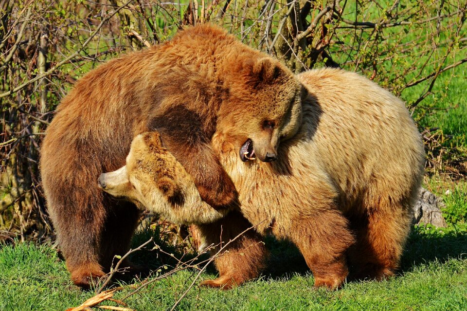 Brown bear wild animal dangerous