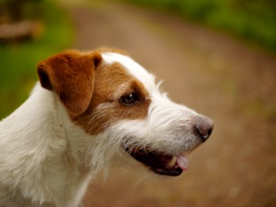 Jack Russel Terrier 