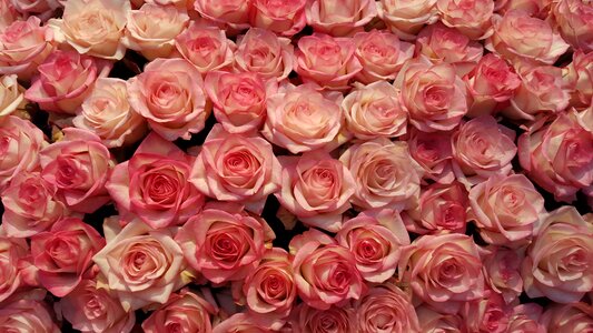 Pink rose rose wallpaper red rose