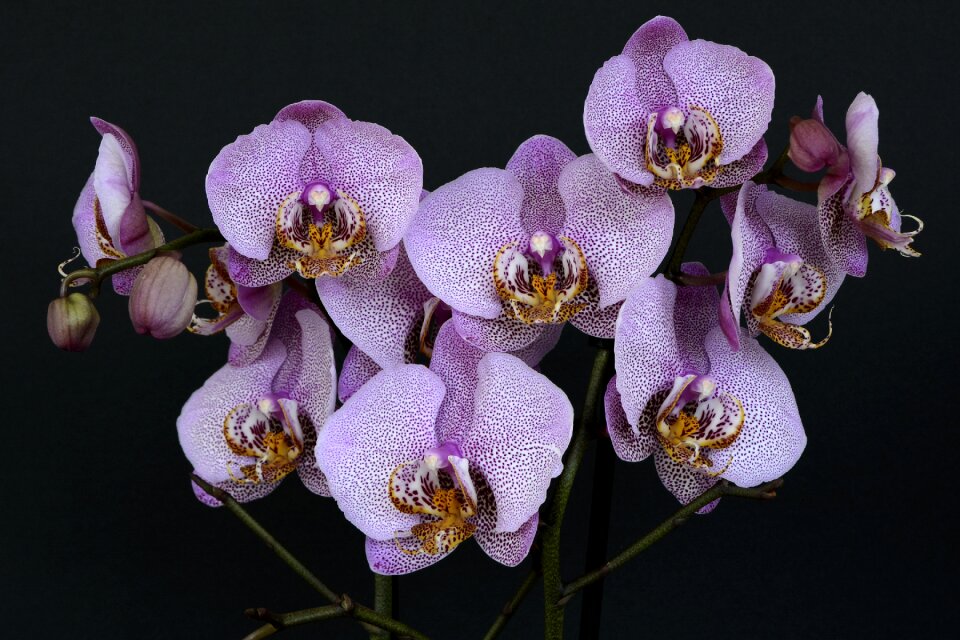Bloom white violet orchid flower