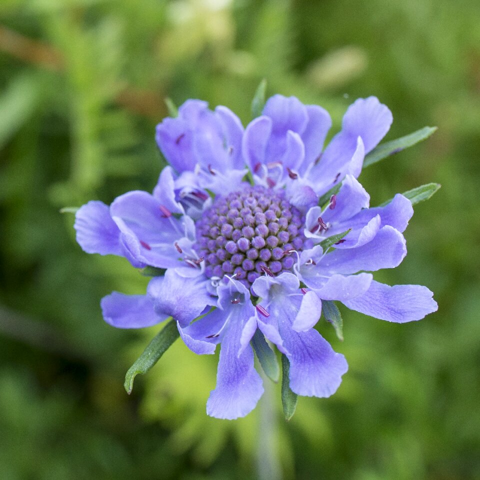Scabiosa hakusan ishikawa prefecture