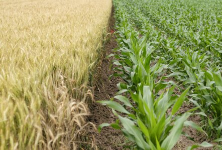 Field grass wheat photo