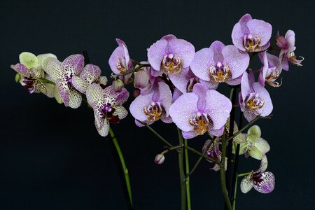 Bloom white violet orchid flower photo