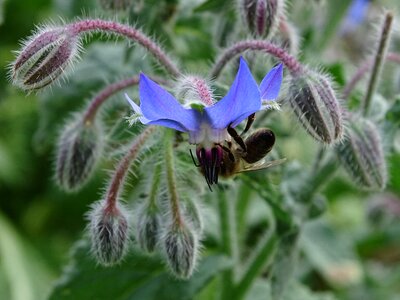 Bee borago officinalis borretschblüte photo