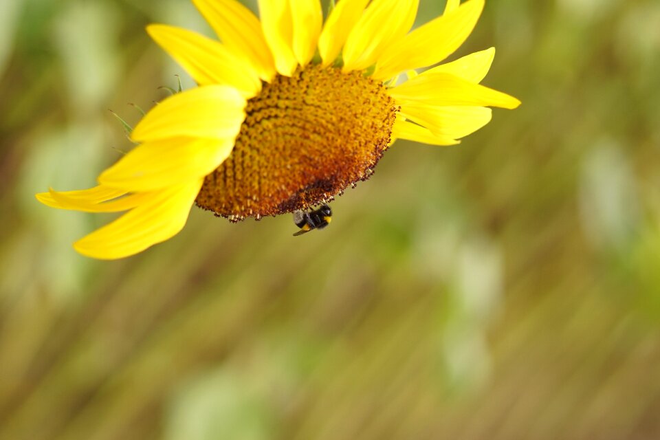 Bloom flower nature